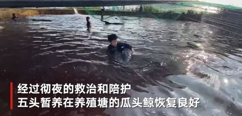 被救瓜头鲸输液现场 潜水员紧紧抱住尾鳍医护人员小心翼翼扎针